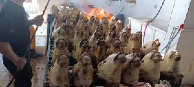 قصابی حسینی
