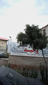 جلوبندی سازی وحید