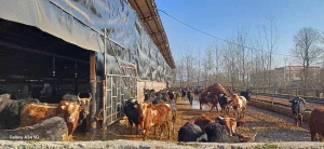 دامداری کیهان نژاد