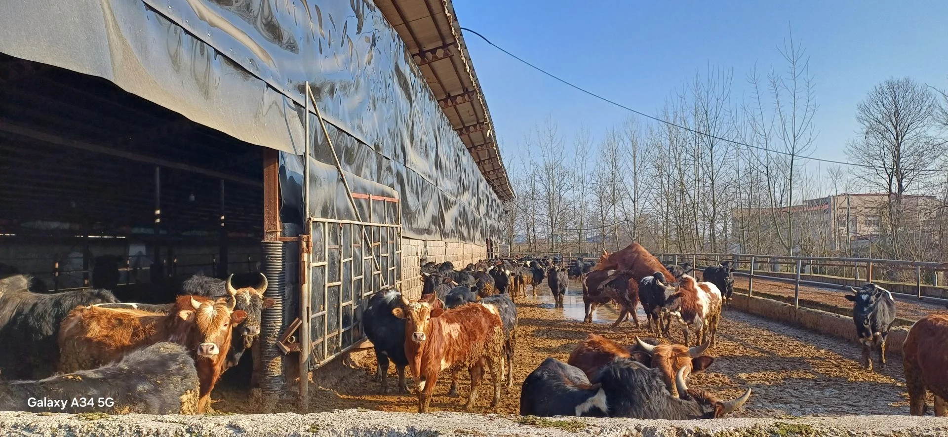 دامداری کیهان نژاد