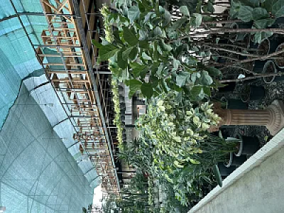 گل شیرکوه