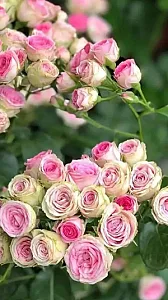 رها گل