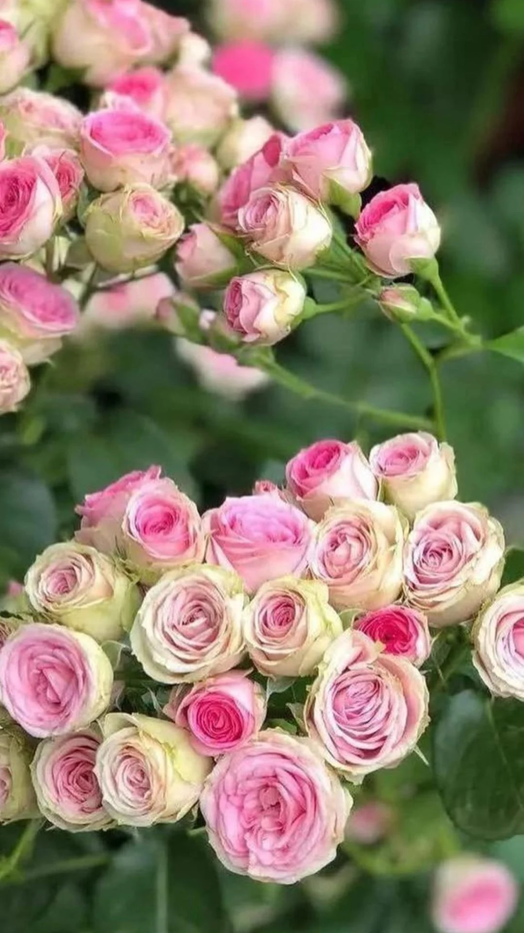 رها گل
