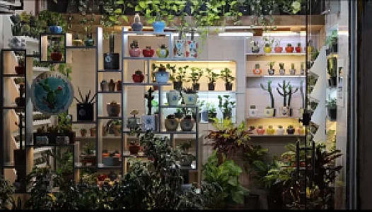 فروش گیاهان گوشتی و آپارتمانی کاکیلنت