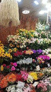 سینا گل