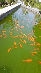 پرورش ماهی نیما