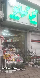 گل گیانو