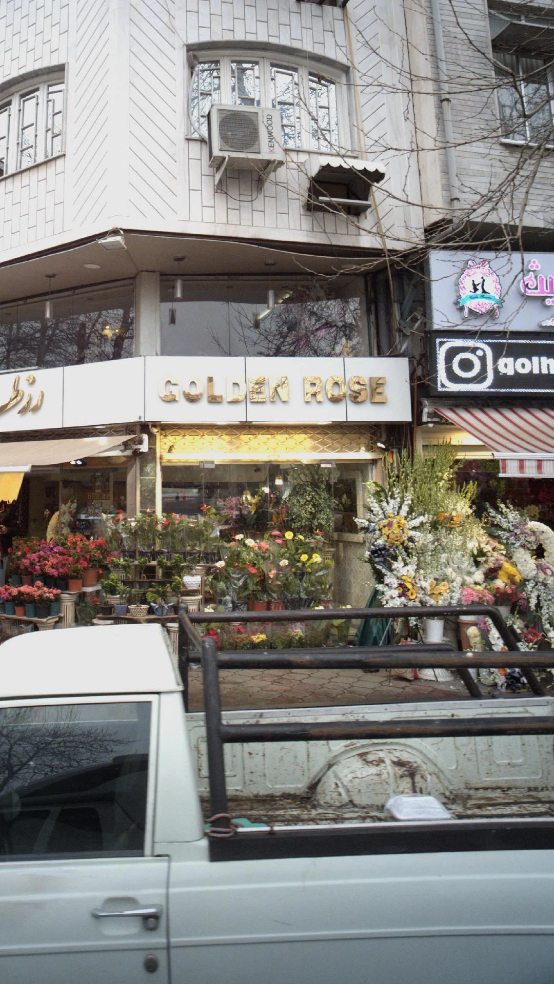 رز طلایی