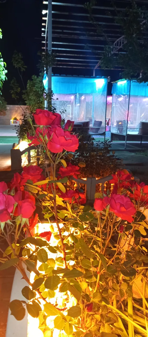 کافه سفر خانه سنتی دل ارام - تصویر 2