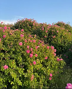 عسل و عرقیات سی گل