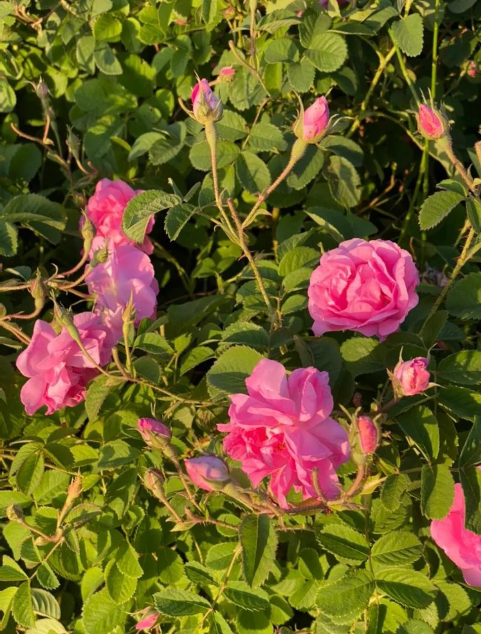 عسل و عرقیات سی گل - تصویر 2