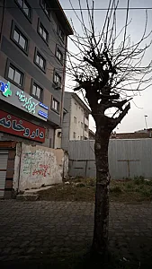 دکتر علی اکبر الله خواه