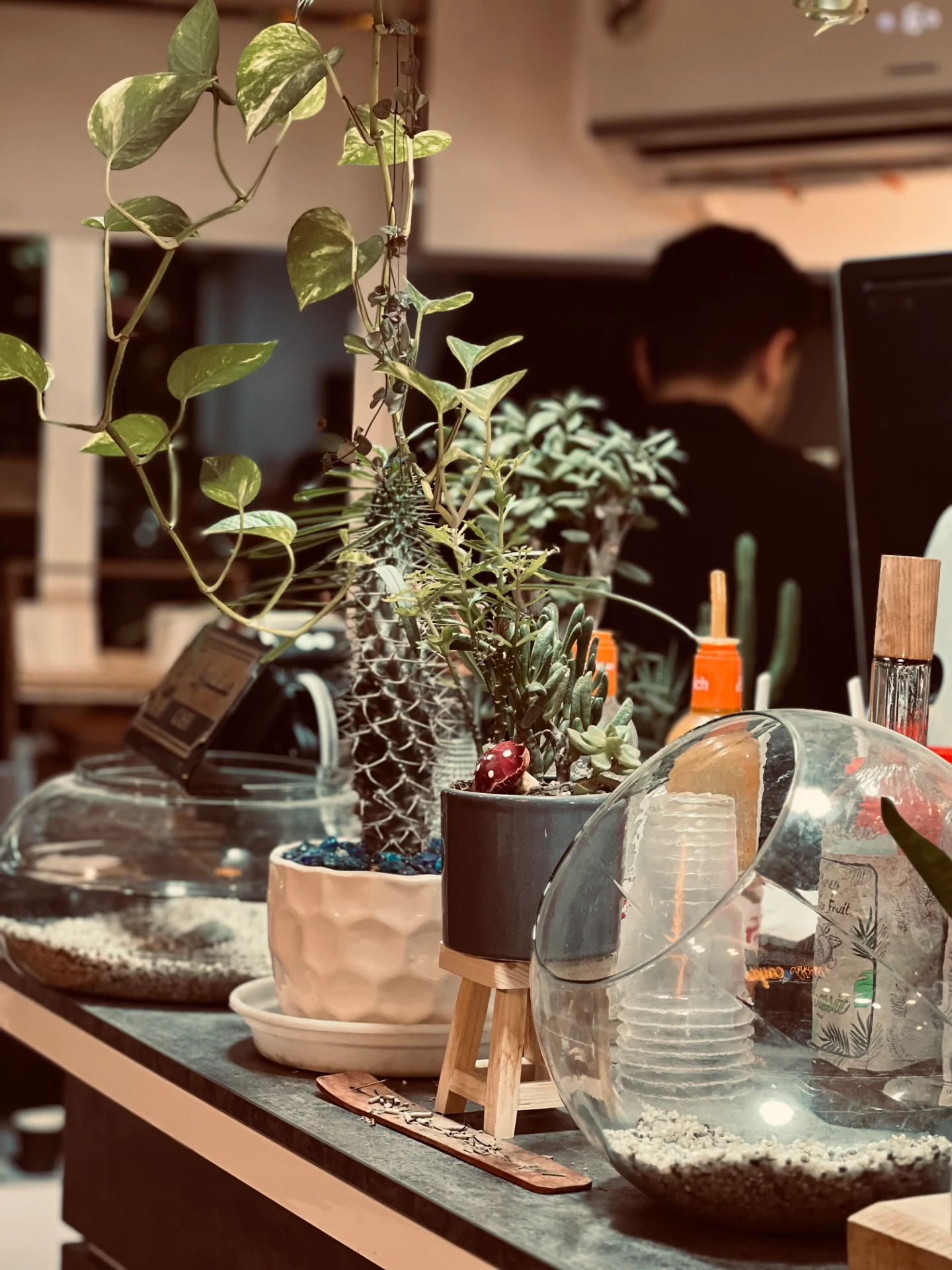 کافه کایوت - تصویر 5