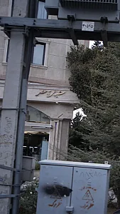 شیرینی آرش