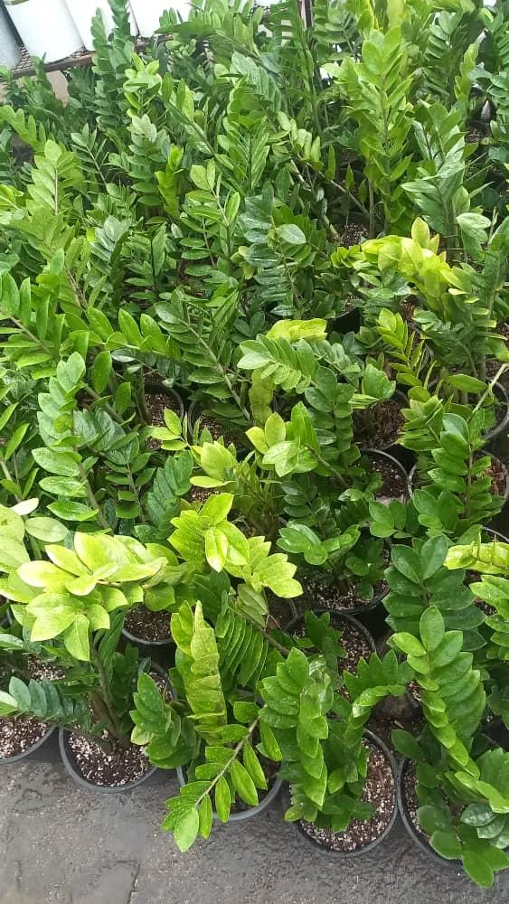 گلسرای گل آقا۲ - تصویر 6