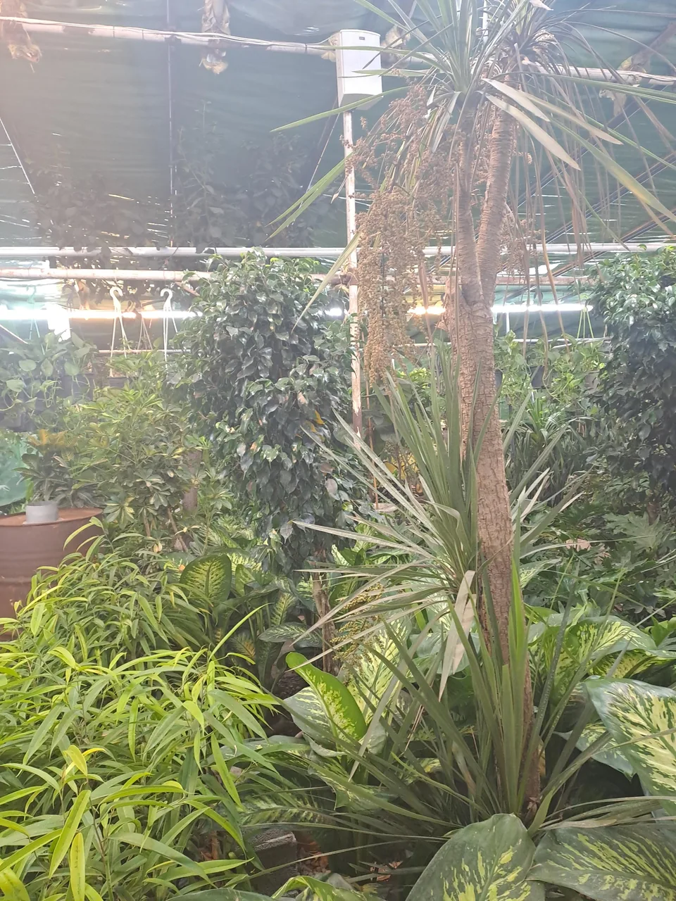 شیراز گل - تصویر 2