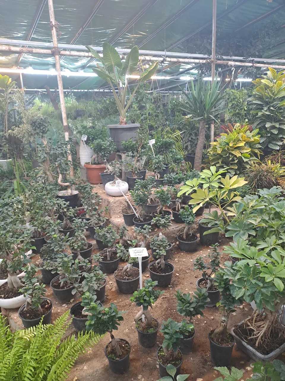 شیراز گل - تصویر 5