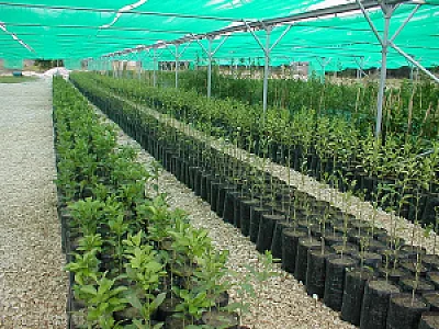گل فروشی نهالستان