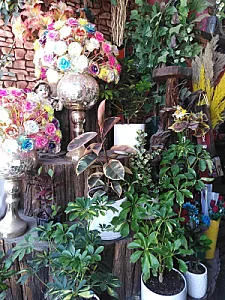 گل سرای ارکیده