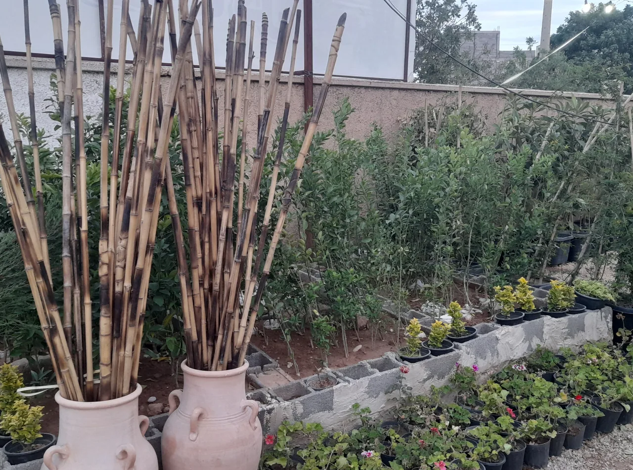 گلخانه و گلفروشی گمپ گل - تصویر 2