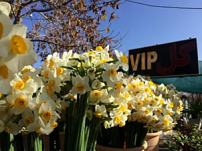 گلفروشی و باغ گل vip