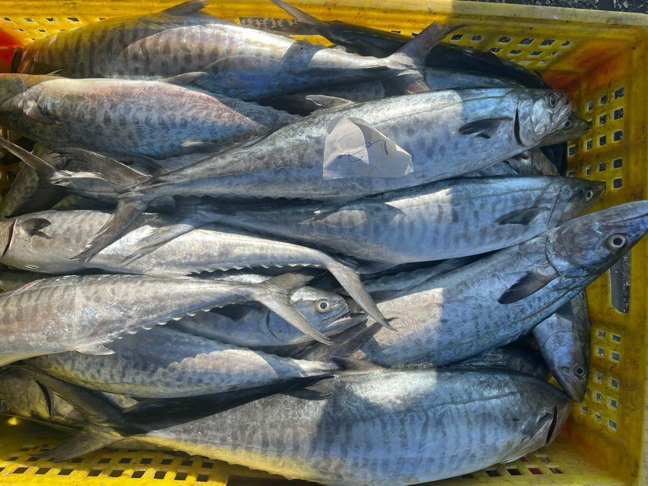 بازار میوه و تره بار وماهی شهرداری - تصویر 4
