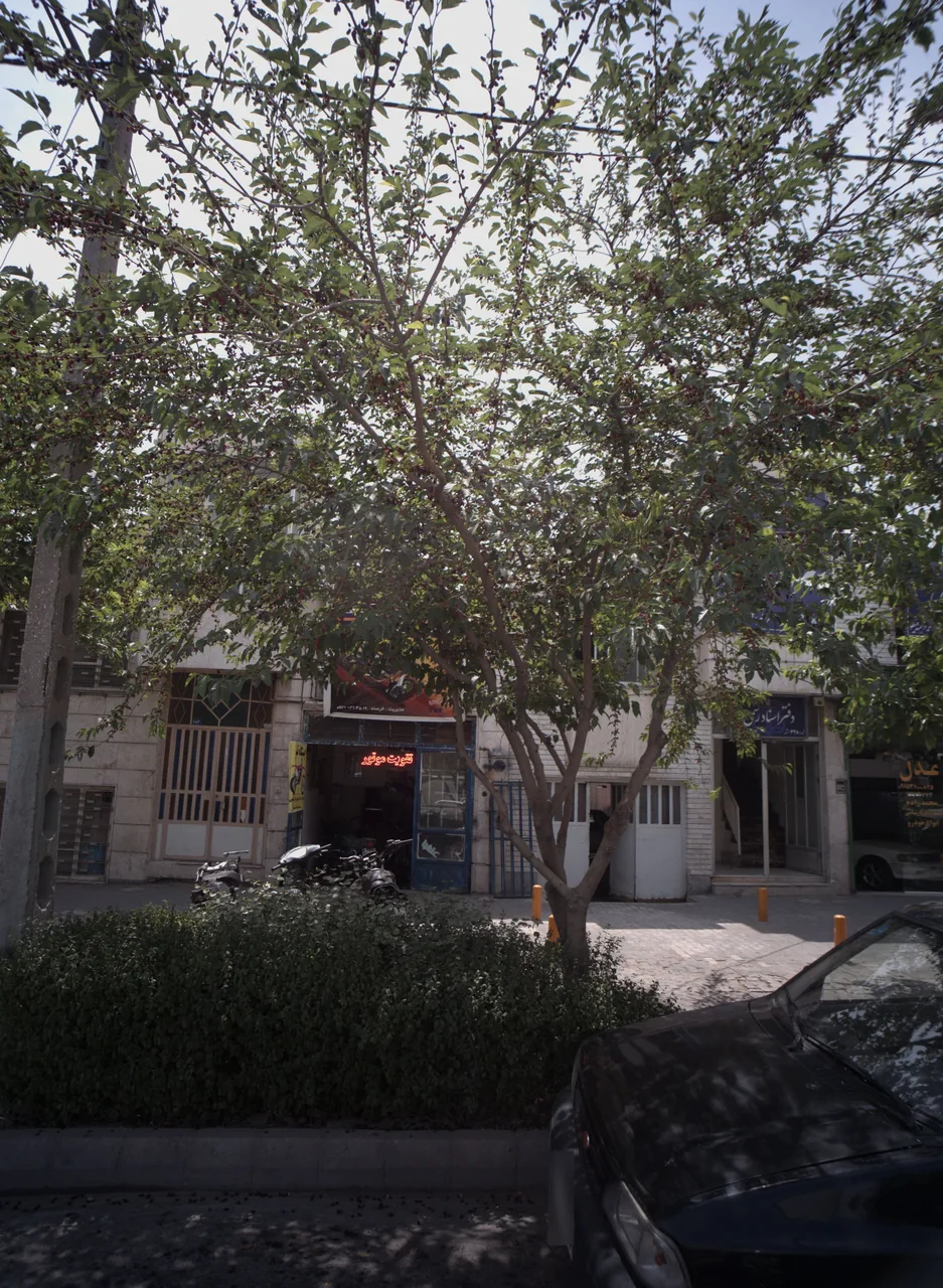 نمایشگاه اتومبیل عدل