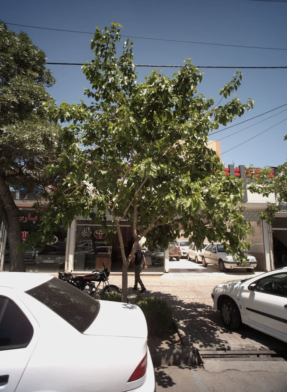 نمایشگاه اتومبیل