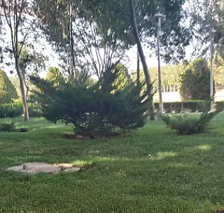 کالای برق پدیده