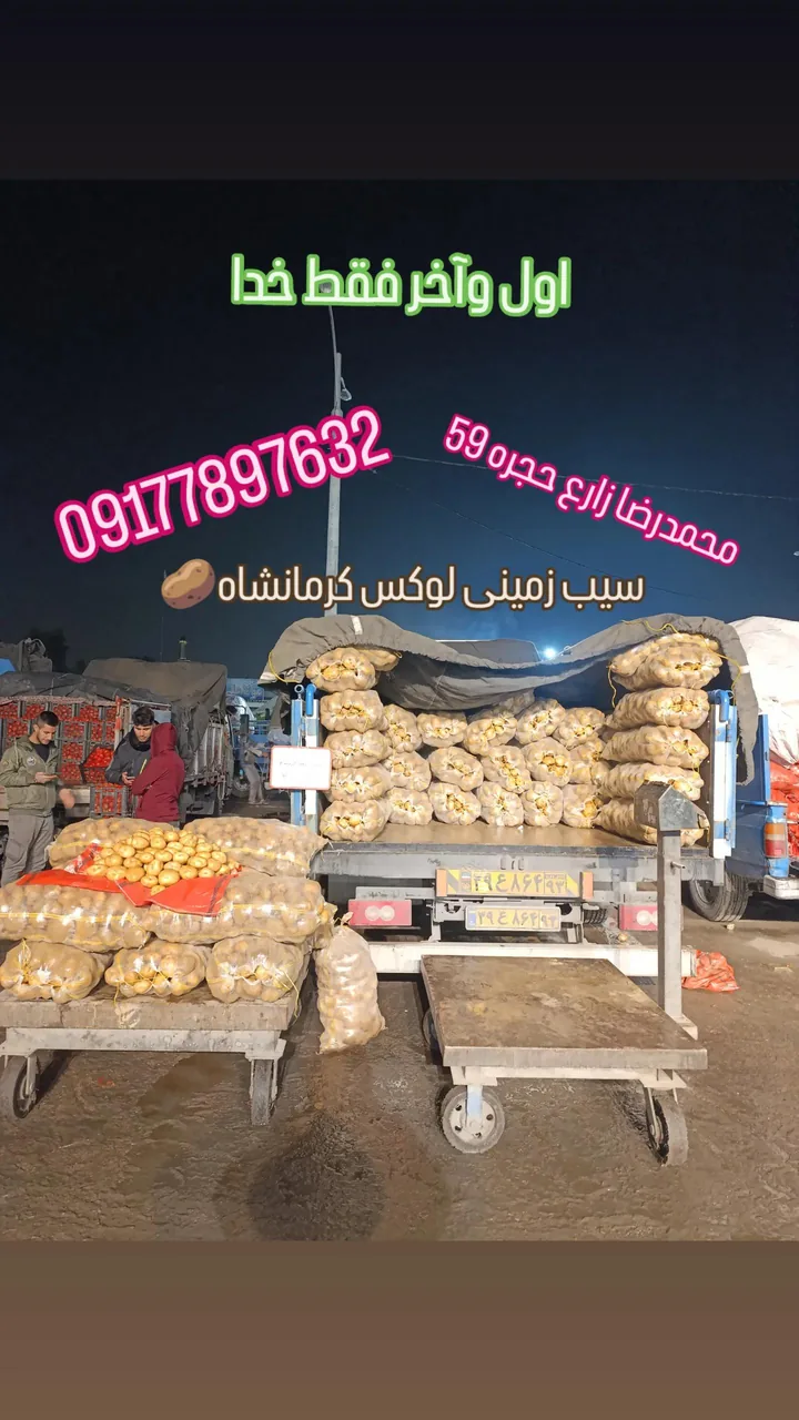 میدان میوه و تره بارشیراز حجره ۵۹ محمدرضا زارع - تصویر 5