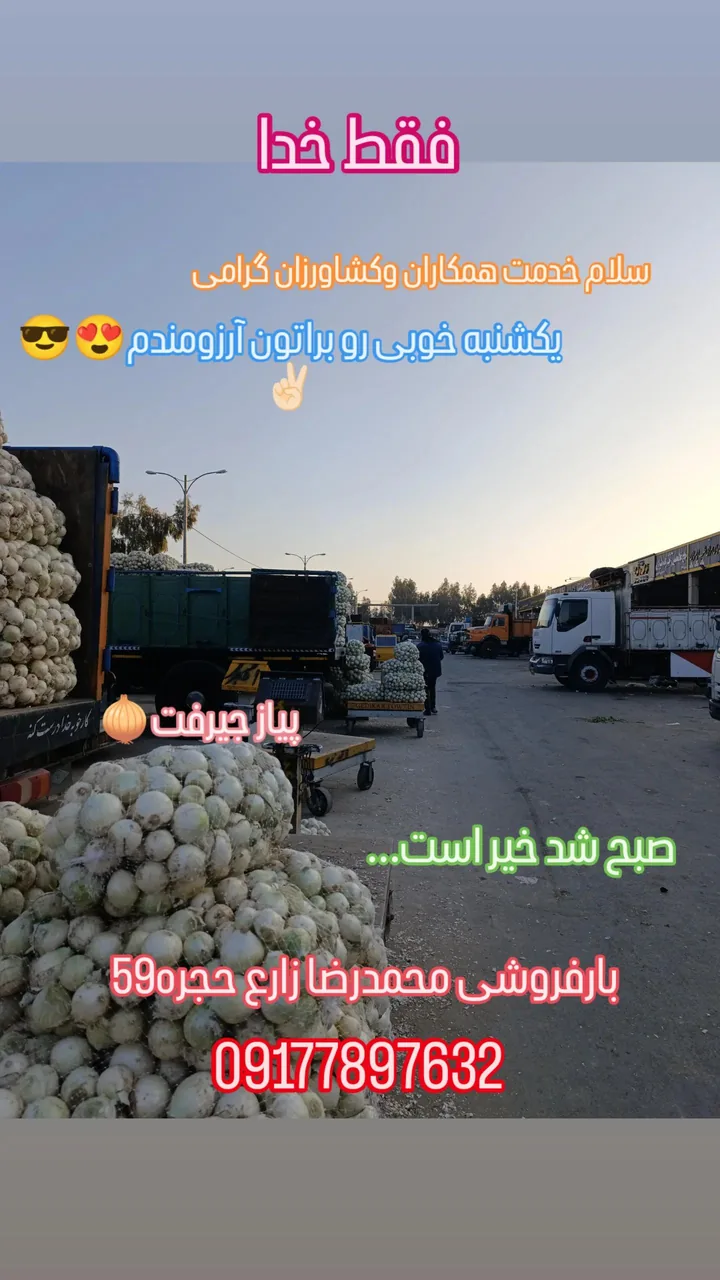 میدان میوه و تره بارشیراز حجره ۵۹ محمدرضا زارع - تصویر 6