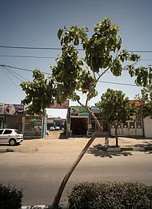 جلوبندی ناصر
