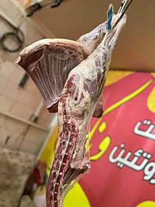 پروتئین ونک