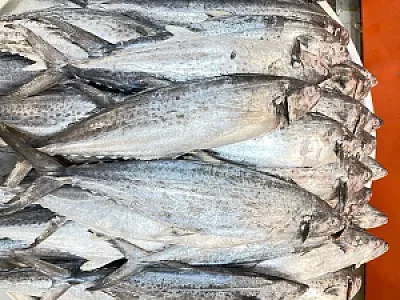 هارمونی پروتئین