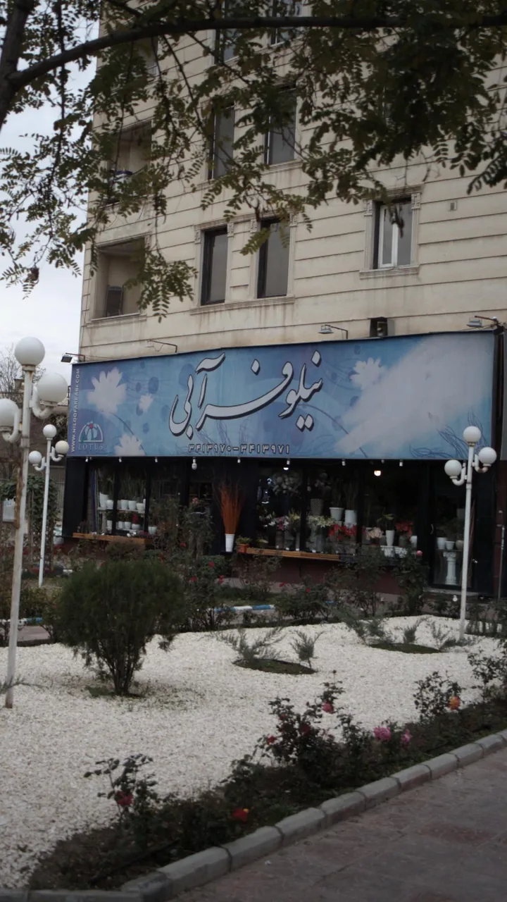 گل فروشی نیلوفر آبی
