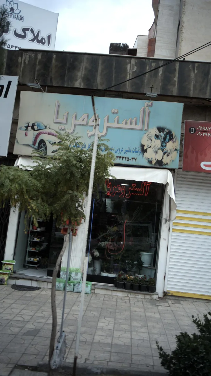 گلفروشی آلسترومریا