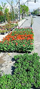 نمایشگاه گل و گیاه ناندینا