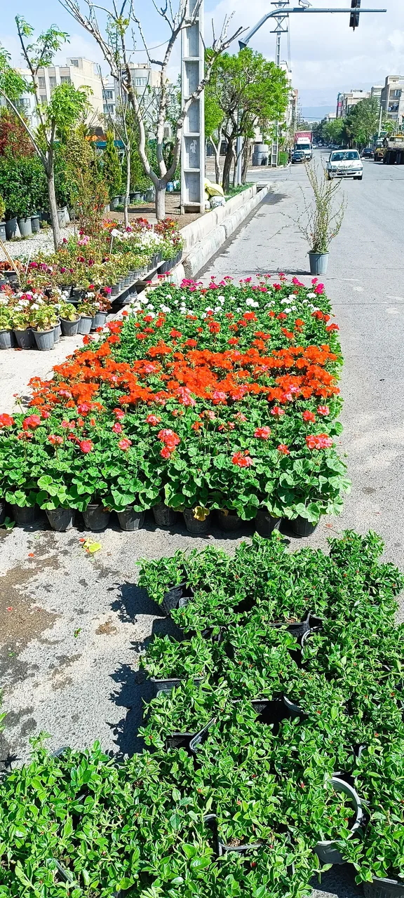 نمایشگاه گل و گیاه ناندینا
