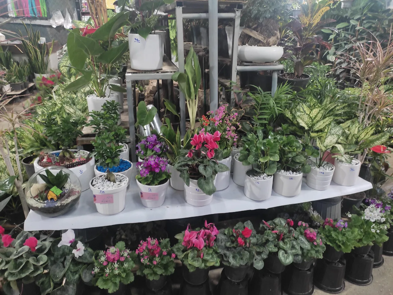 نمایشگاه گل و گیاه ناندینا - تصویر 2