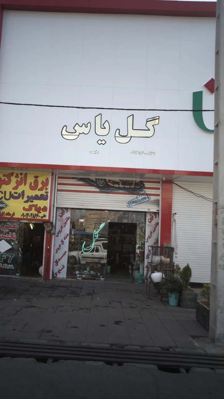 گل یاس