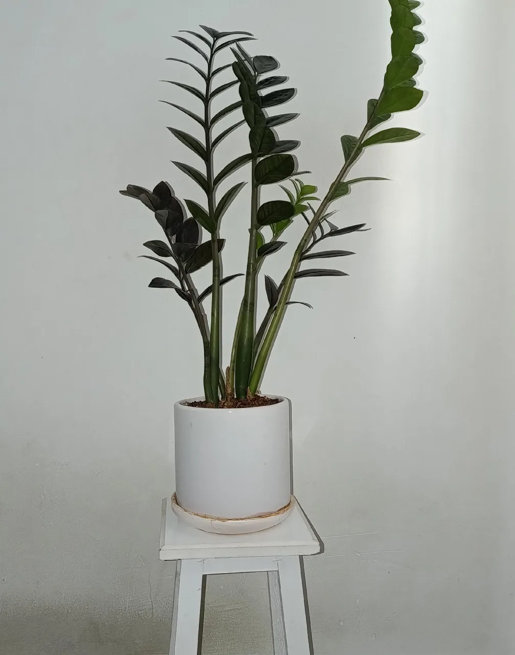 گل فروشی کلبه سبز