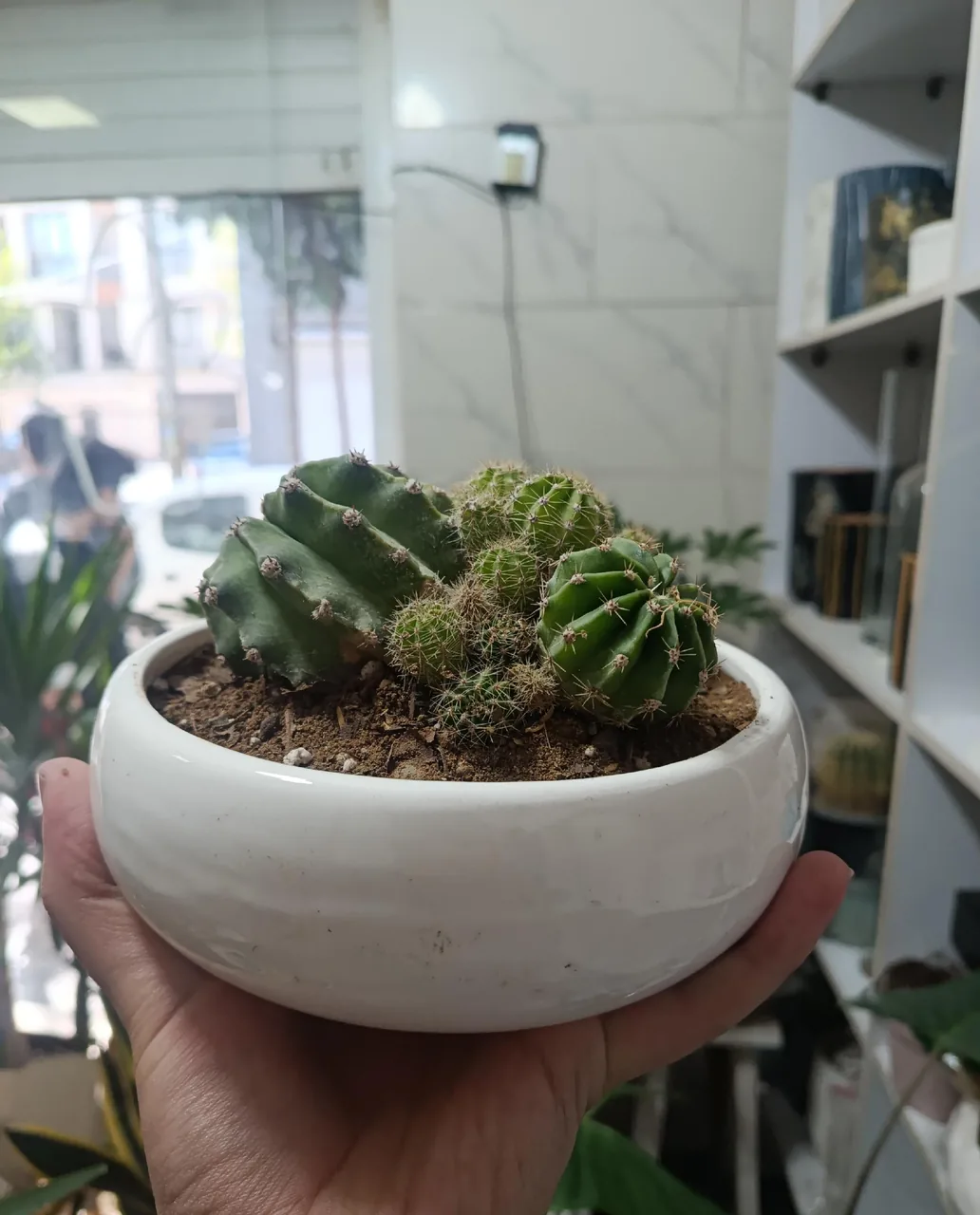 گل فروشی کلبه سبز - تصویر 2