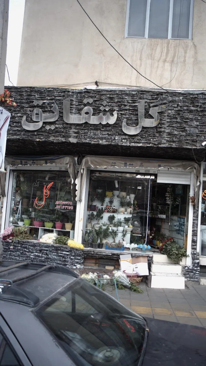 گل شقایق