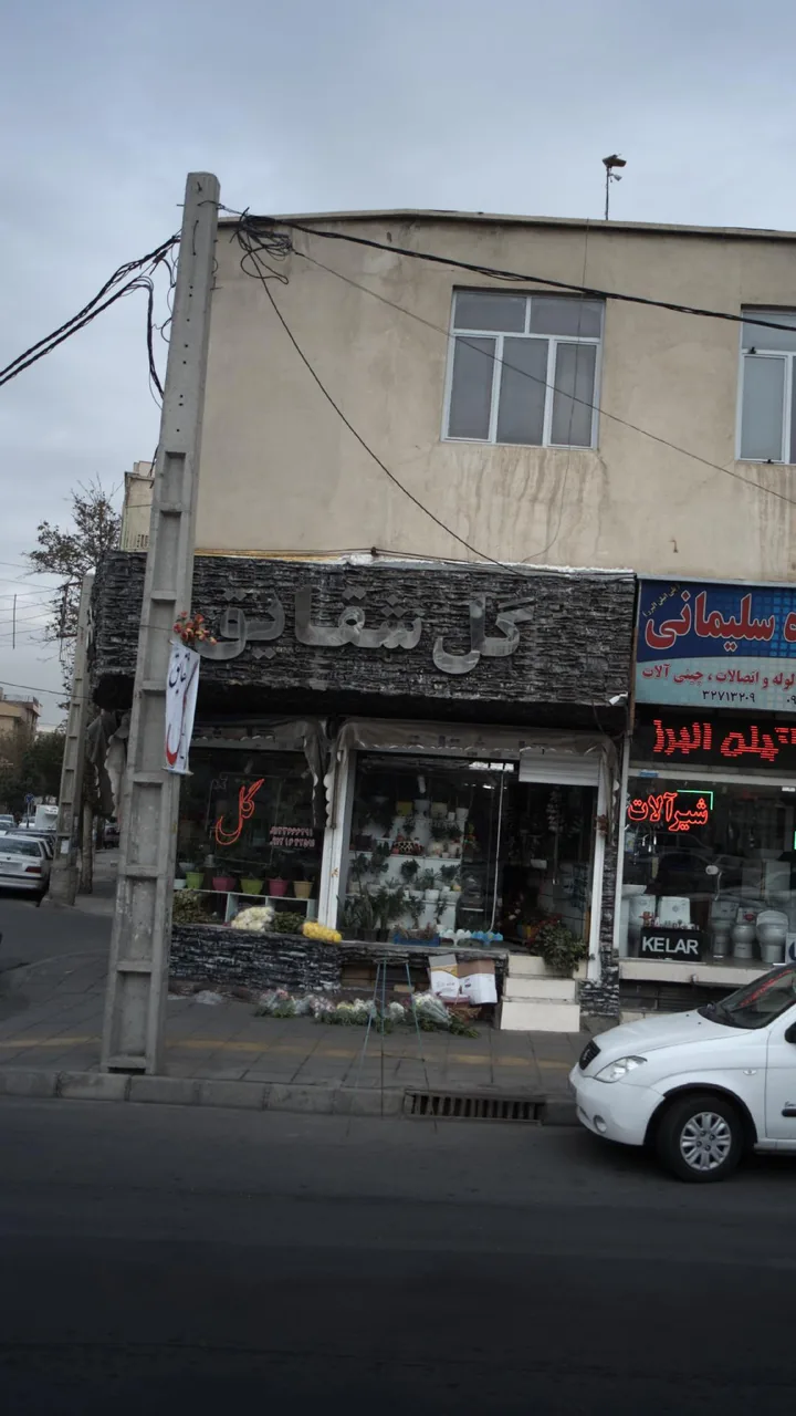 گل شقایق - تصویر 2