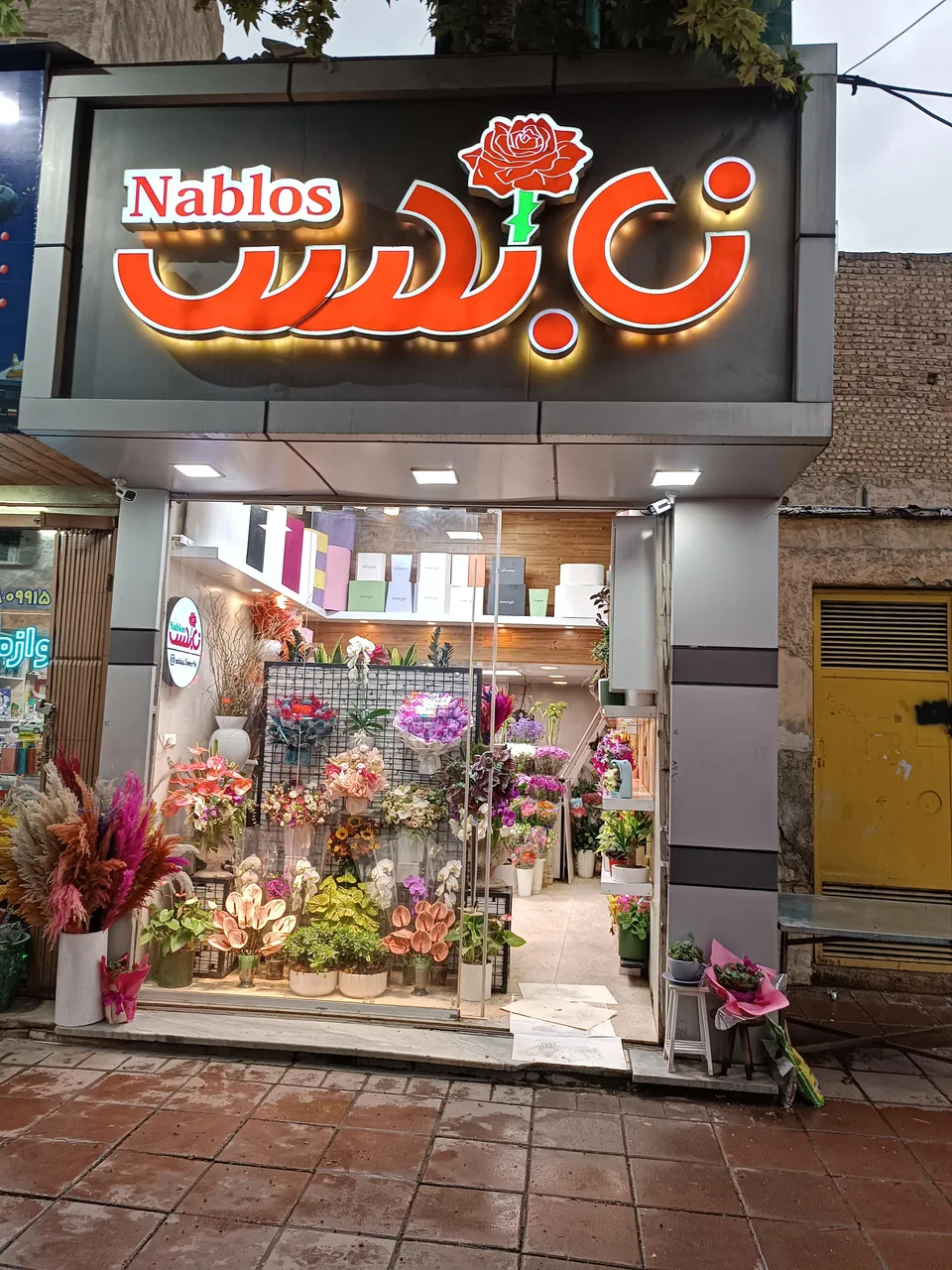 گل نابلس - تصویر 4