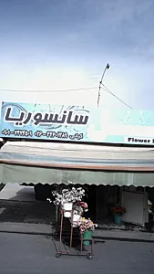 سانسوریا