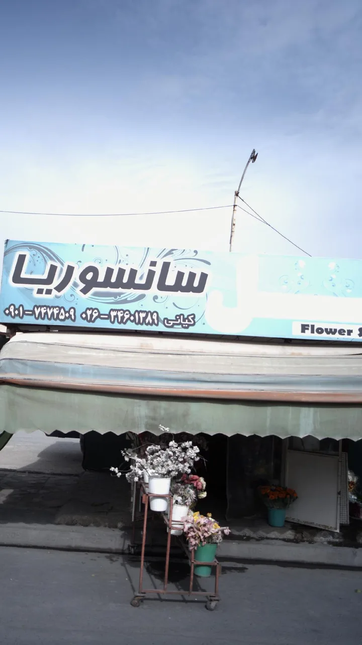 سانسوریا