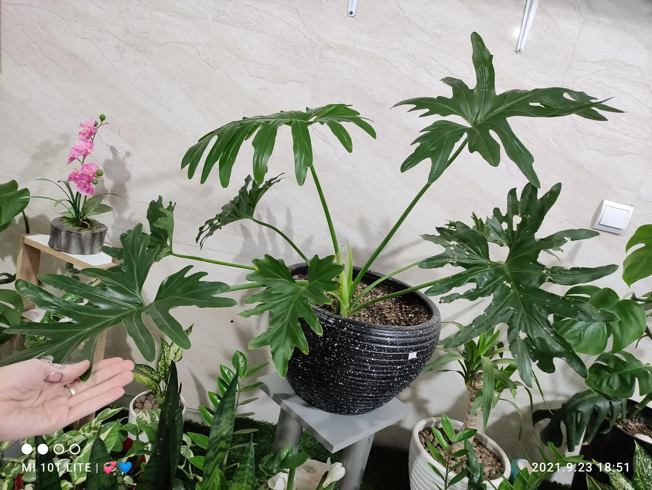 گلفروشی رُزتی