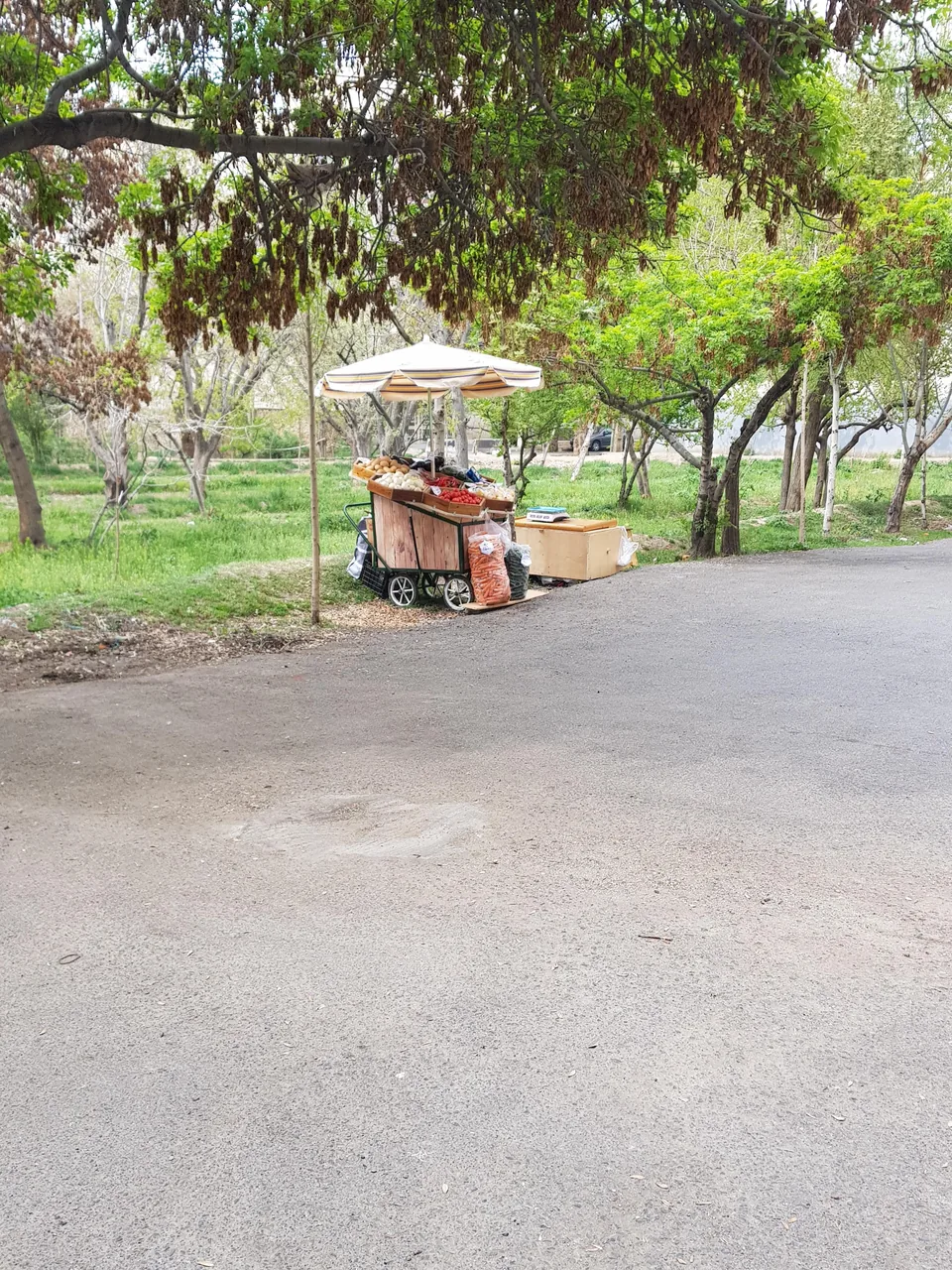 میوه فروشی لانه زنبوری - تصویر 3
