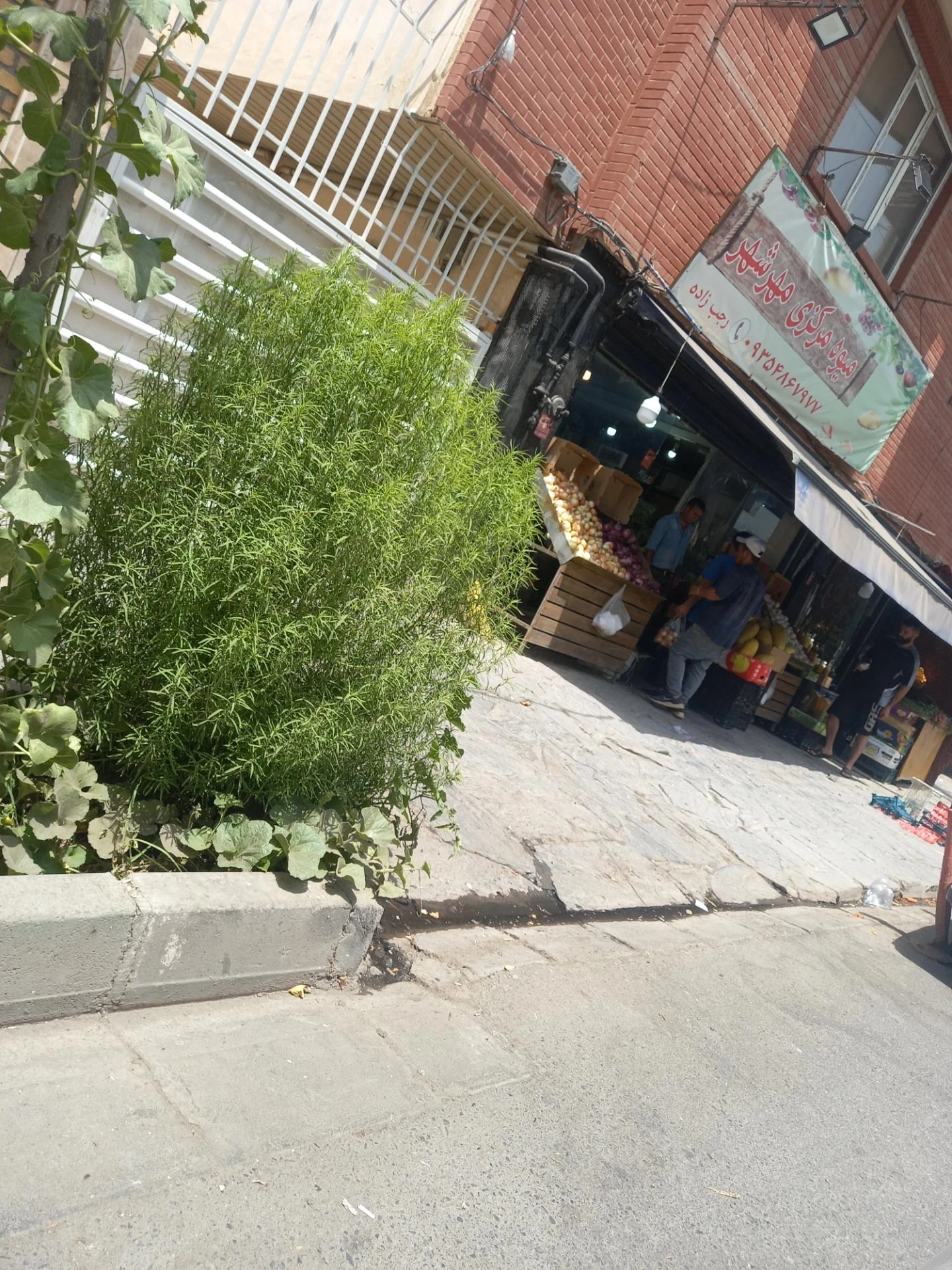 سوپر میوه امیر - تصویر 2